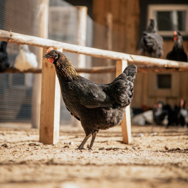 ���������� ������: ��� �������, �������� � ������������ ����������� ������