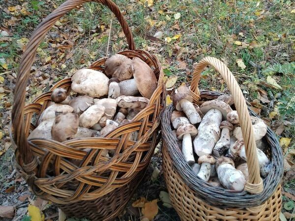 ������ ����� � �������: ��� � ������� �������� ����� ������