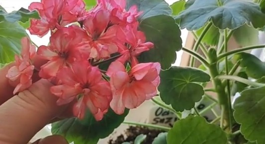 ���������� � ����� ���� �� �������� � ��������