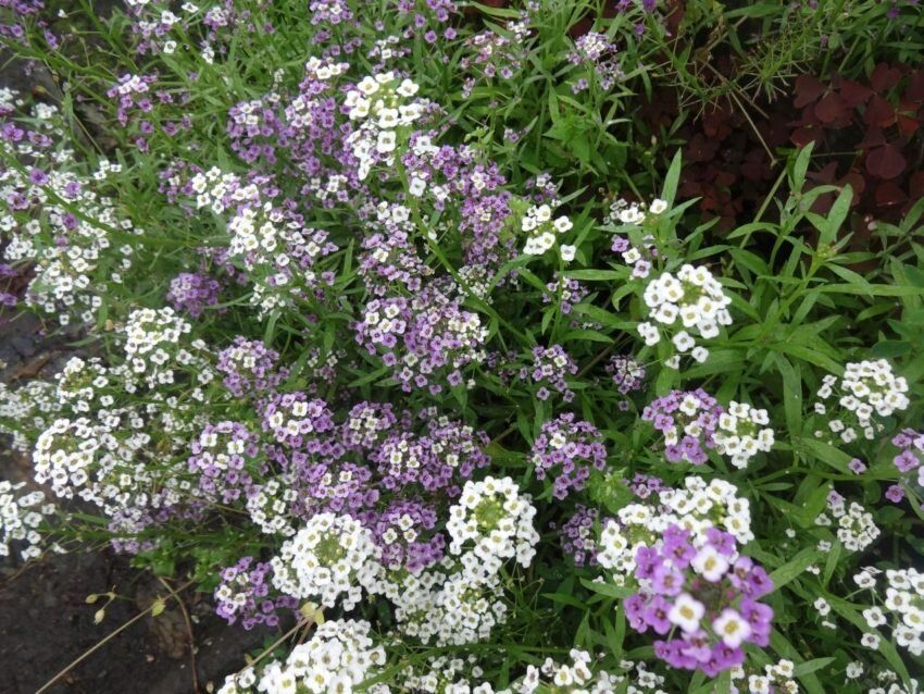 ���������: ������ � ������ �������� ̸��