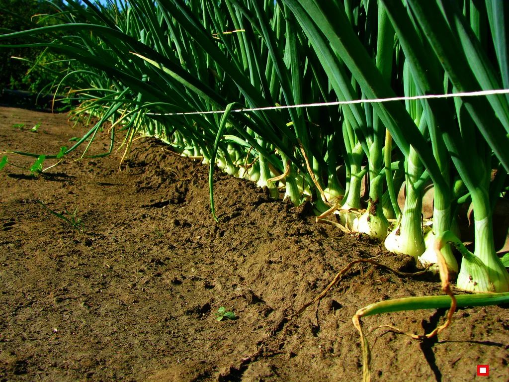 ����������� ��������� ��� ����: �������� ���