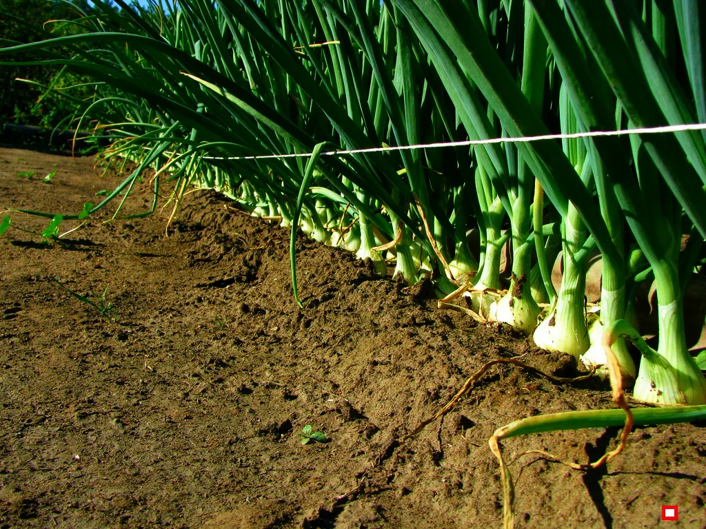 Эффективная подкормка для лука: травяной чай