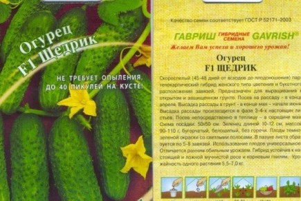 Почему огурец Щедрик стал любимцем среди огородников