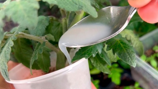 Как сделать вашу рассаду сильной и здоровой: секретная подкормка для томатов и перцев