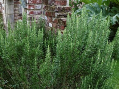 Как правильно обрезать розмарин: секреты ухода для пышного роста