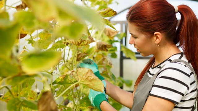 Почему желтеют листья огурцов и как спасти урожай: советы и рекомендации