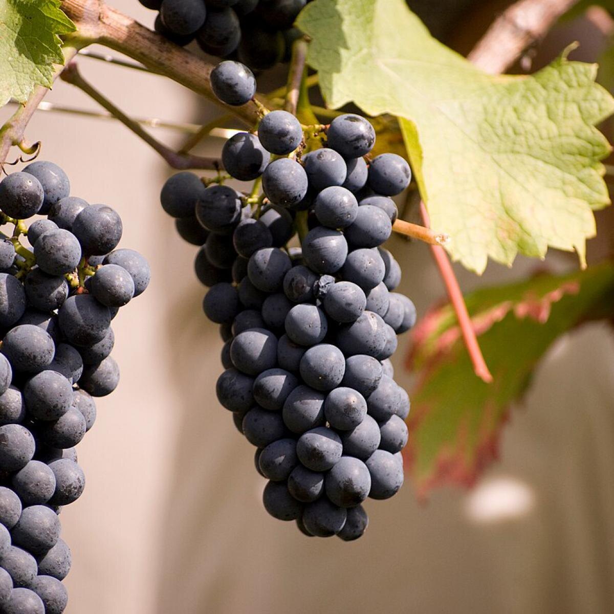 Секреты успешной зимовки винограда: семь шагов к крепким лозам