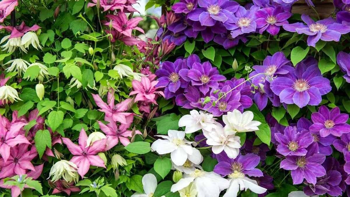 ��� ������������ � ���������� � ����� �������: ������ ���� ��� �������� �������