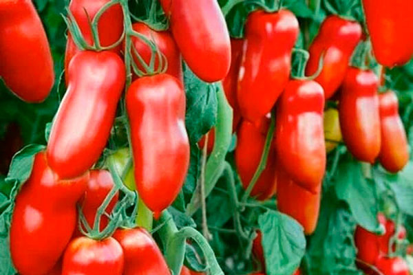 Томат Каспар: секреты выращивания и уникальные качества популярного сорта