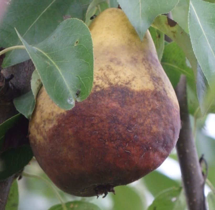 ������� ���� �� ������: ������ � ������� ��� �������� �������