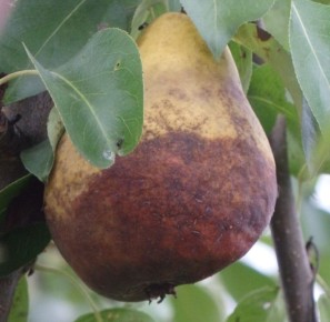 Осенний уход за грушей: советы и секреты для успешной зимовки