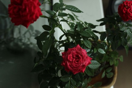 Как спасти горшочную розу из гипермаркета: секреты ухода и рекомендации