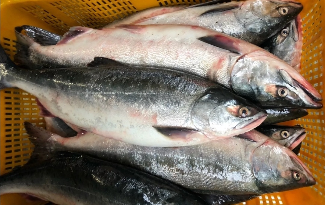 Нежная горбуша: как приготовить слабосолёную рыбу в домашних условиях