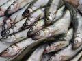 Правительство запускает контроль за ценами на рыбу с помощью биржевых данных
