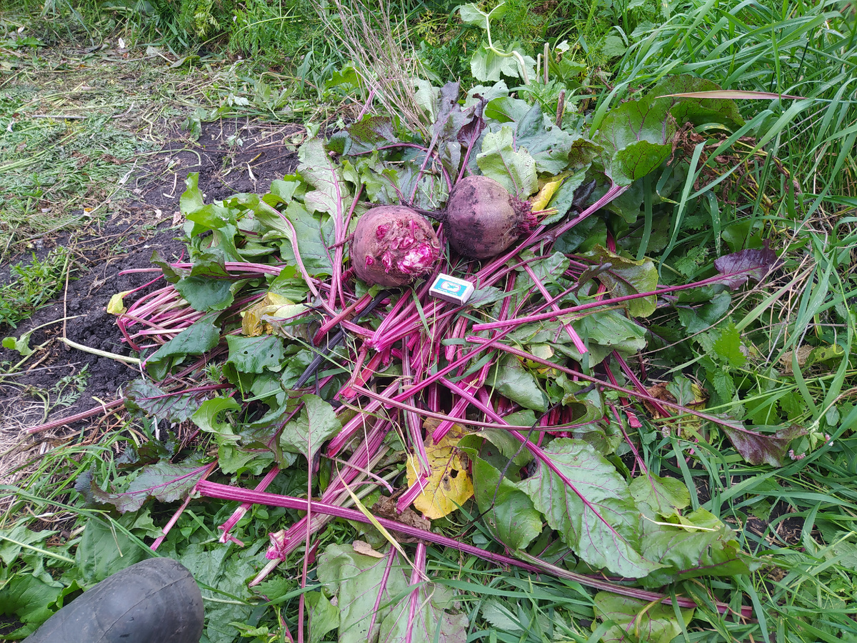 Свекла "Красный шар": идеальный выбор для вашего огорода