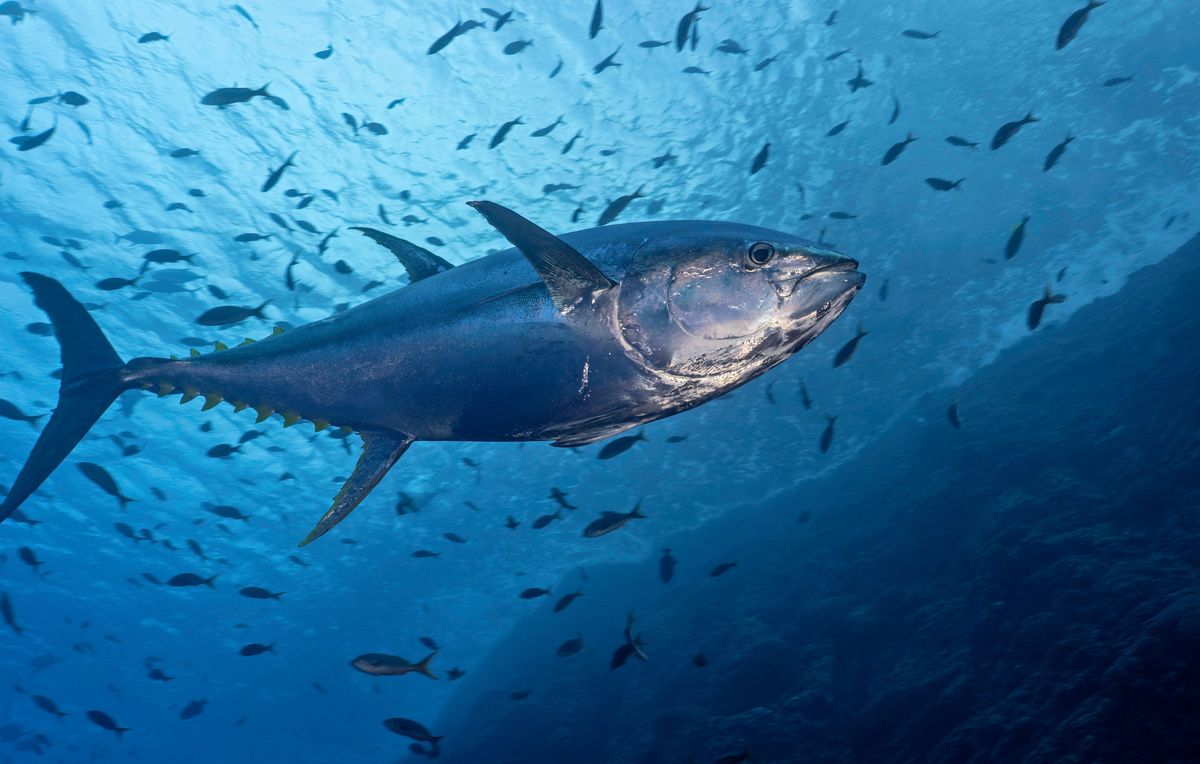 �����-�������, ��������� � ������: ������� ����������� ��������