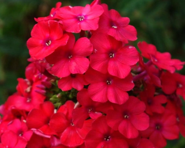 Цветочная симфония: 16 сортов флоксов для весеннего сада