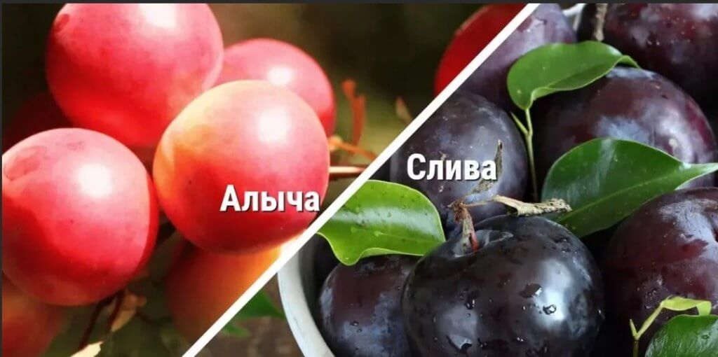 Как отличить алычу от сливы и что приготовить из этих ягод