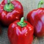 Перец Толстосум: как вырастить сладкие и крупные плоды на своем участке