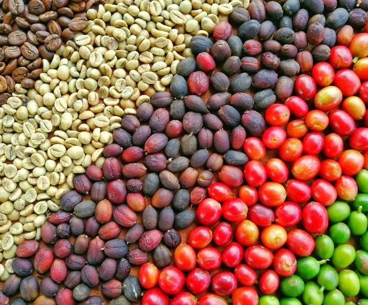 Мировое кофе: от Бразилии до Панамы