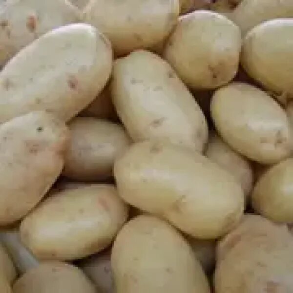 Картофель Виктория: идеальная желтая мякоть для жарки и хранения