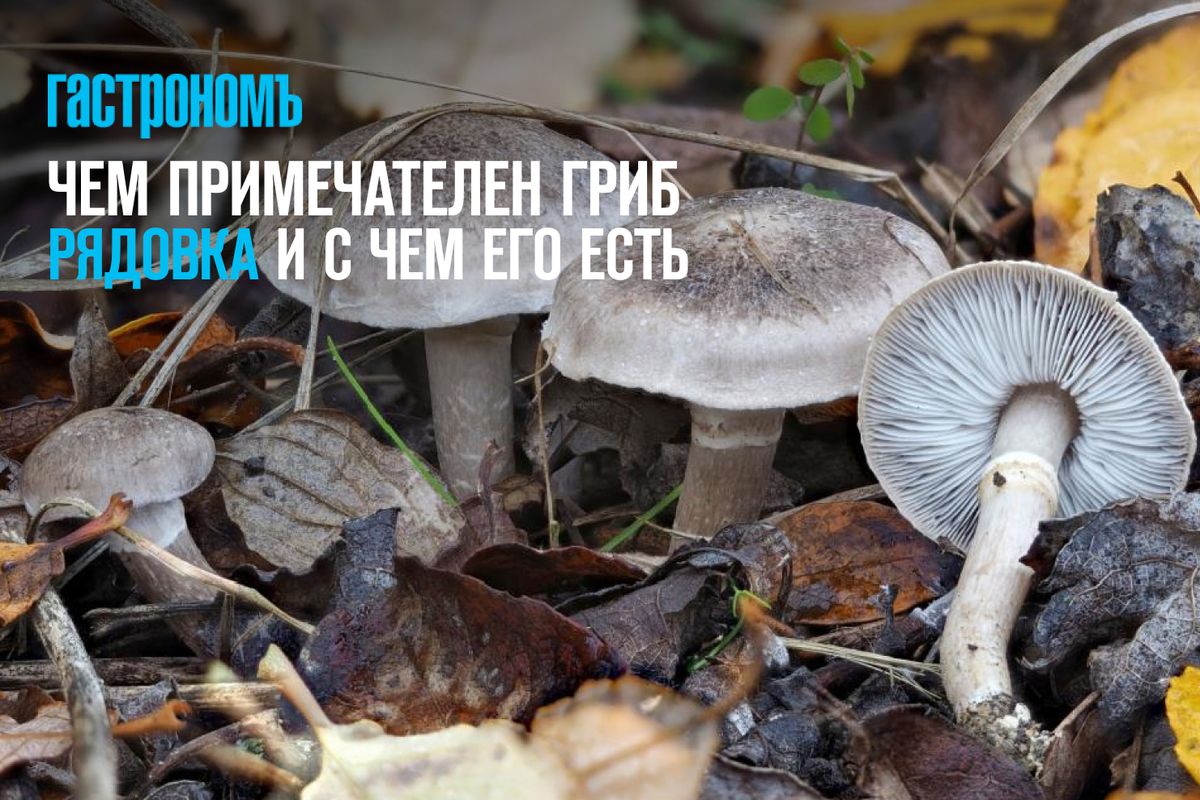 Что нужно знать о грибах рядовка и как их готовить