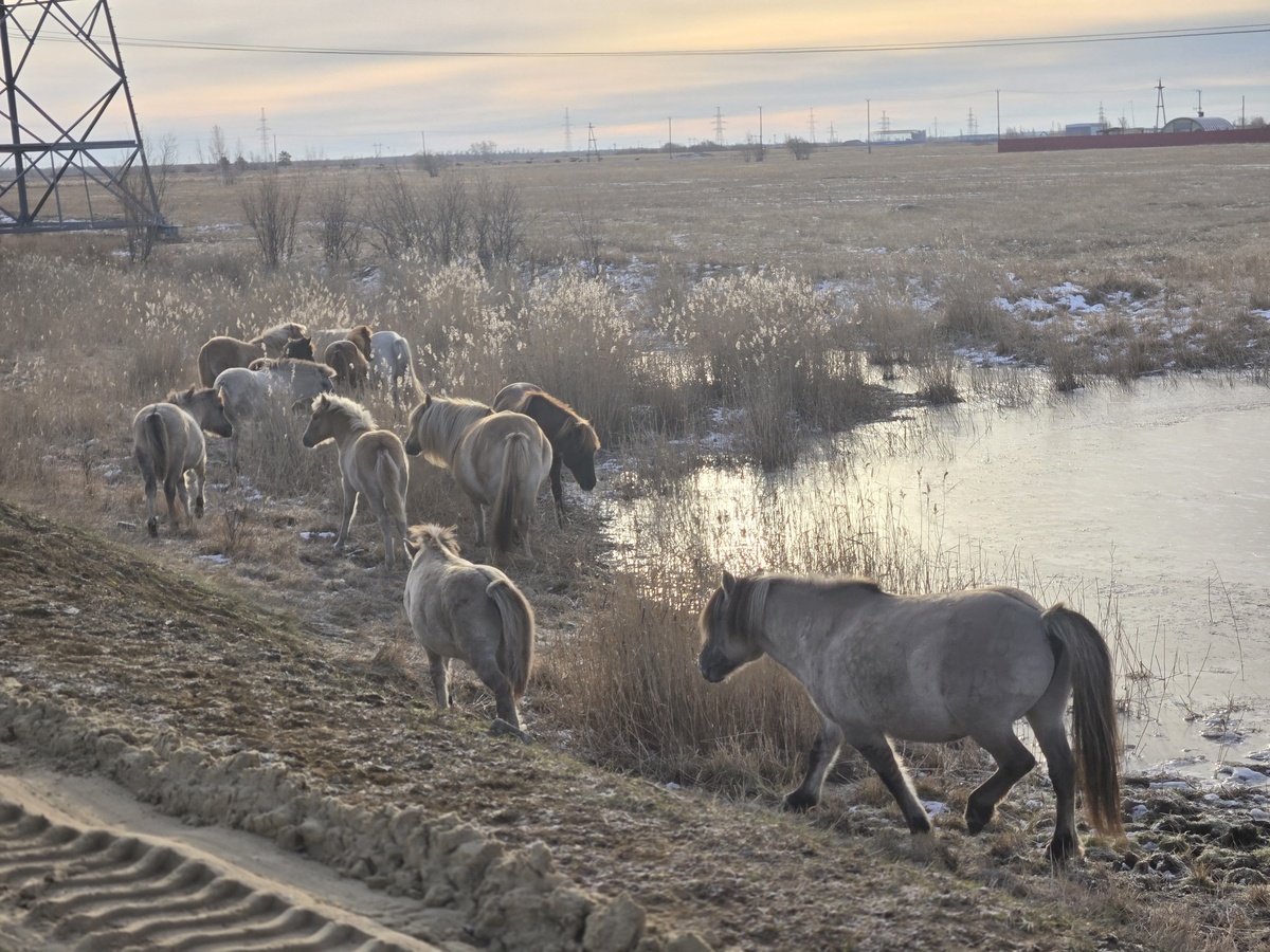 Жеребятина: неожиданные гастрономические традиции Якутии