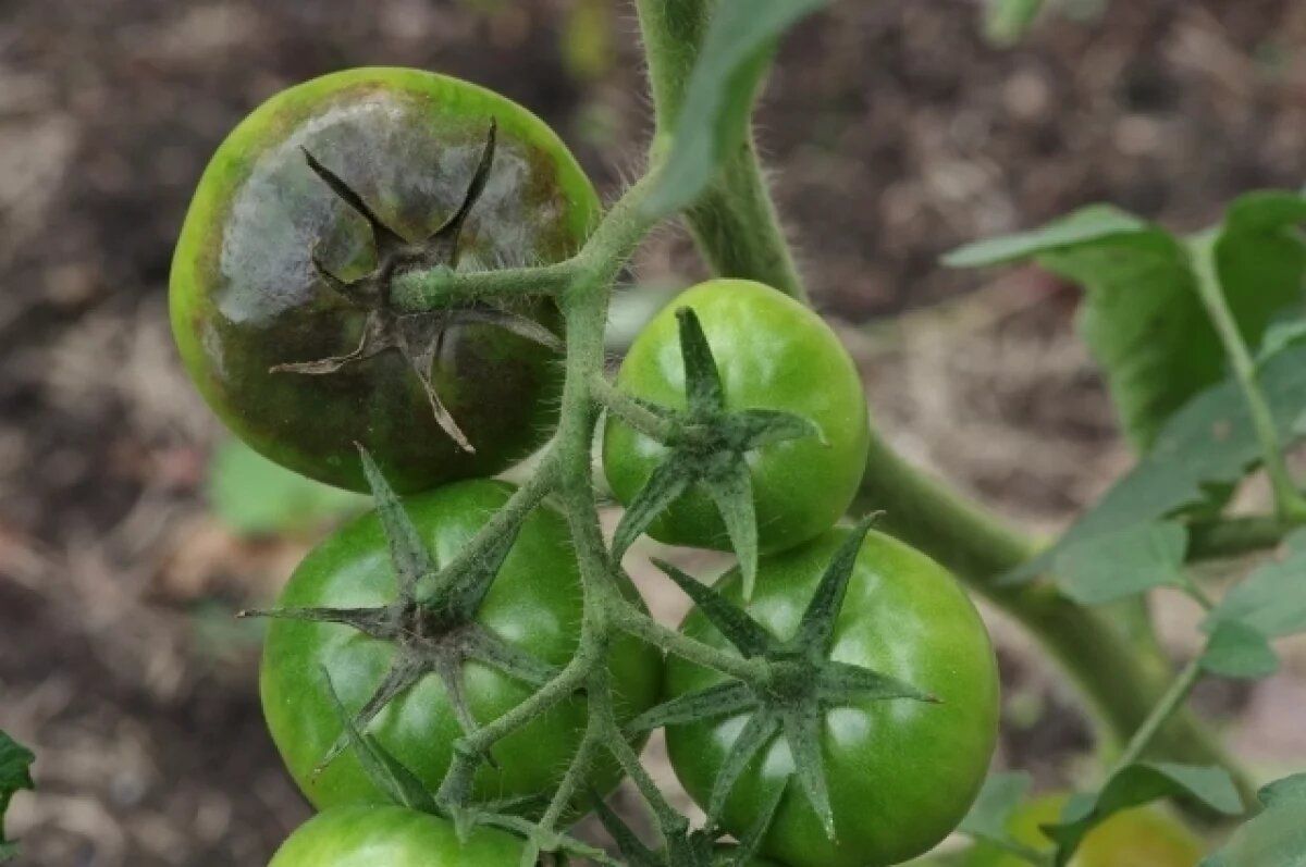 ��� ������ ������ �� ��������: ������ ������� �����������