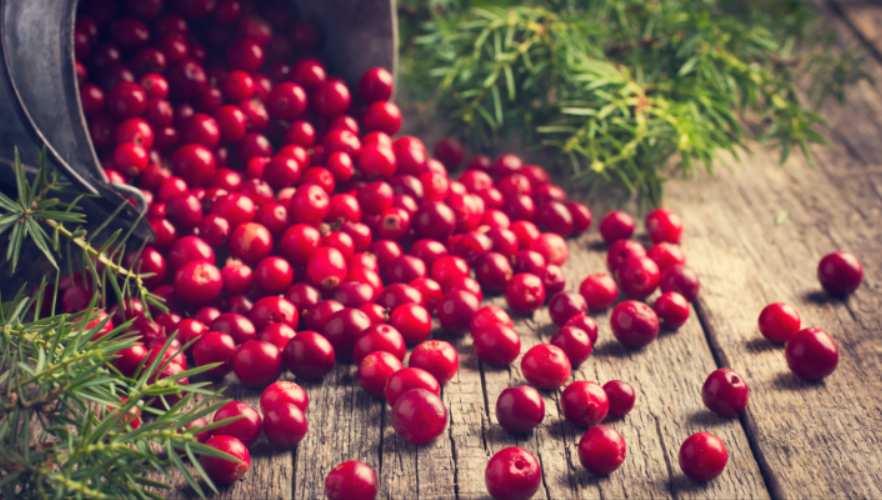 Клюква: природный эликсир для здоровья и долголетия