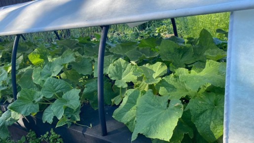 Незабываемый вкус кисло-сладких огурцов на зиму: простой рецепт