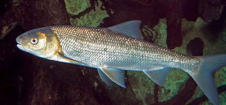 Тайна древнего вырезуба: почему эта рыба на грани исчезновения?