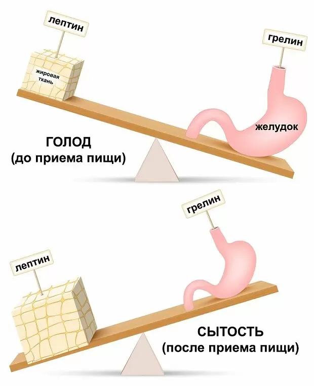 Почему трудности с похудением — это не выдумка, а реальность организма