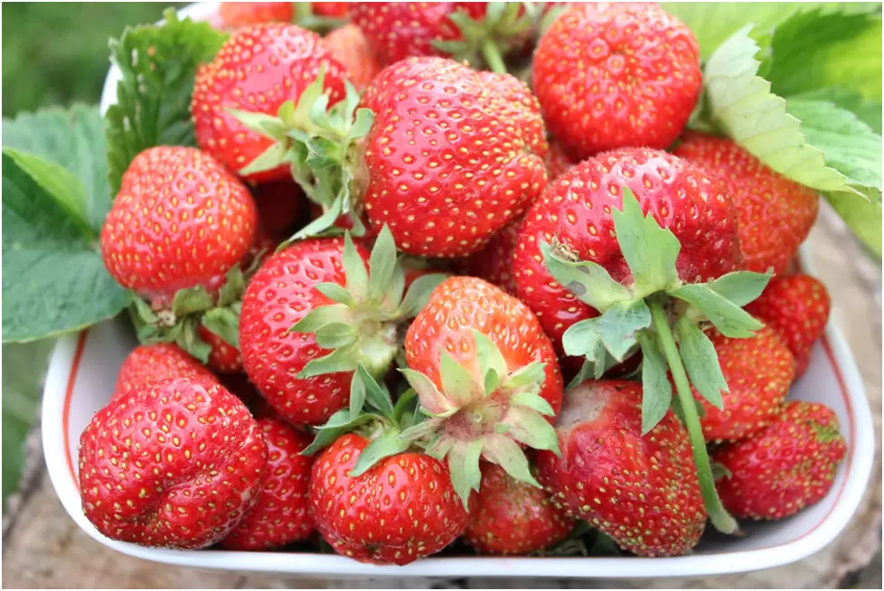 Как заготовить ароматную клубнику на зиму: рецепты и советы