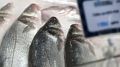 На рыночных полках России стали доступны самые бюджетные сорта рыбы