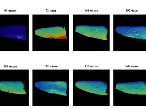 Уникальная система выявления свежести рыбы разработана учеными ЧГУ