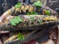 Скумбрия на мангале: идеальный рецепт для зимних гостей