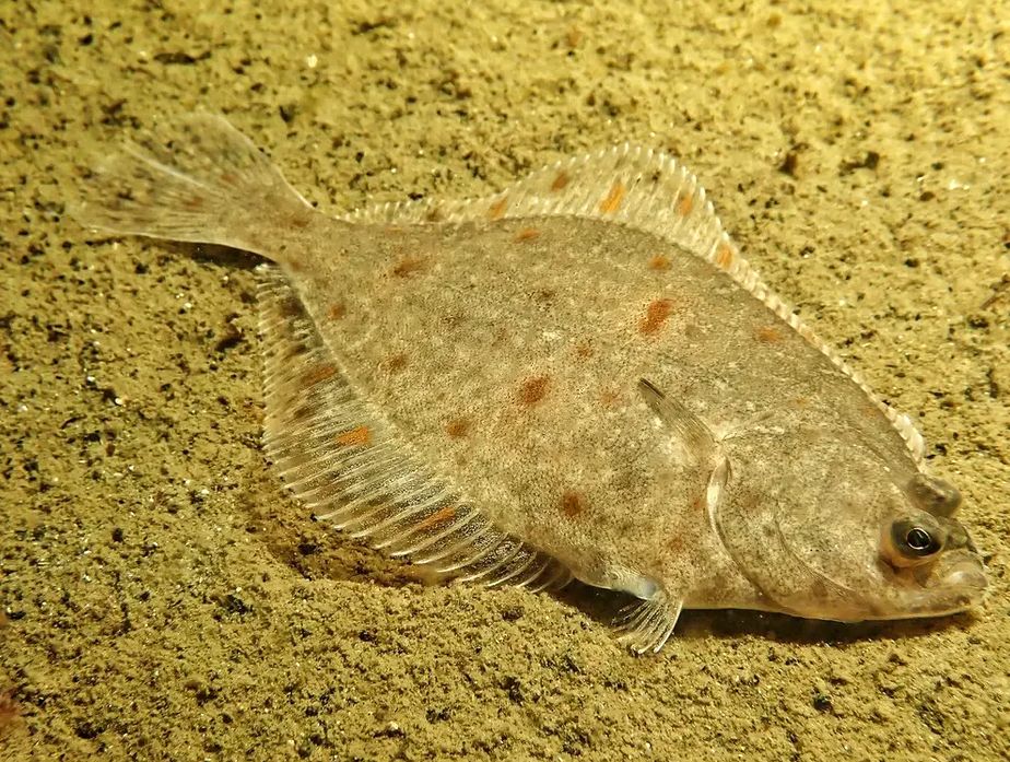 Камбала: удивительный мастер маскировки и охоты в морских глубинах