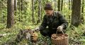 Преждевременное лето: грибники радуются первому урожаю в Подмосковье