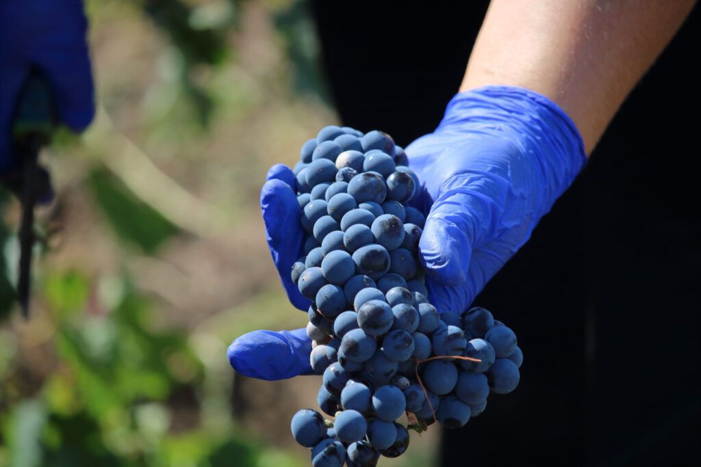 Цимлянские вина получают серебро на международном конкурсе TERRAVINO-2026