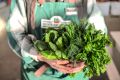 Нежная зелень на новогодний стол: свежесть и оригинальность прямо с ярмарки