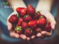 Клубника под микроскопом: пищевые привычки в фокусе